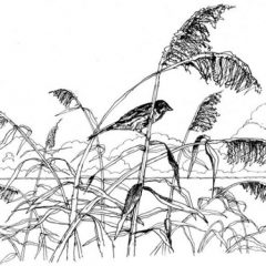 Peter Webb – Author